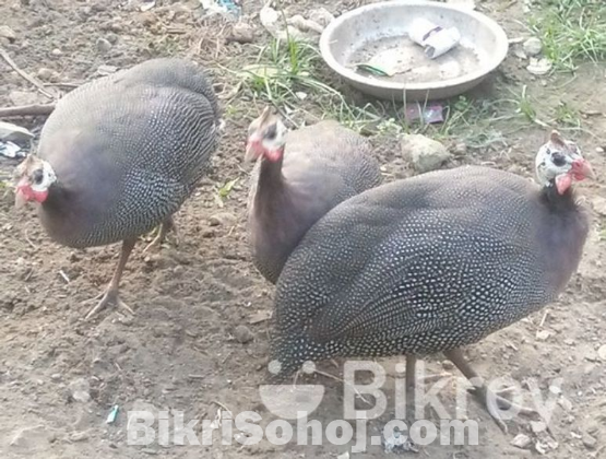 তিথির মুরগ মুরগী